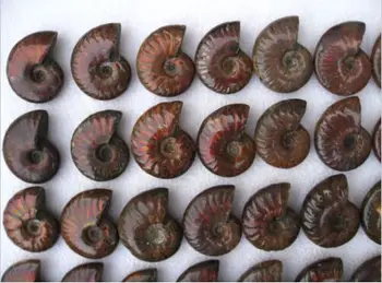 50 Varavīksnes Gaismu Atstarojoša Ammonite Shell Izrakteņu Paraugu Madagaskara