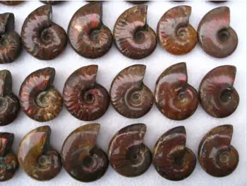 50 Varavīksnes Gaismu Atstarojoša Ammonite Shell Izrakteņu Paraugu Madagaskara