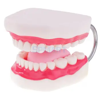 Cilvēka Mute, Zobi, Mēle Modelis Skolas Mācību Instrumenti Zobu Kopšanas Displejs ar Palielinājumu 6x