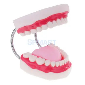 Cilvēka Mute, Zobi, Mēle Modelis Skolas Mācību Instrumenti Zobu Kopšanas Displejs ar Palielinājumu 6x