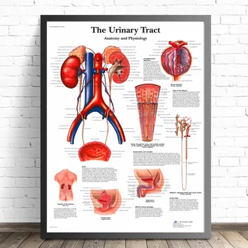 Cilvēku Orgānu Anatomija Medicīnas Audekls Mākslas Glezniecības Plakāti Un Izdrukas Sienas, Attēlus, Dzīvojamā Istaba Dekoratīvās Mājas Dekoru Bez Rāmja