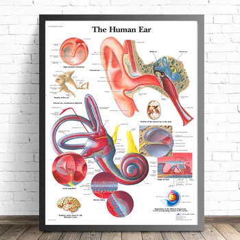 Cilvēku Orgānu Anatomija Medicīnas Audekls Mākslas Glezniecības Plakāti Un Izdrukas Sienas, Attēlus, Dzīvojamā Istaba Dekoratīvās Mājas Dekoru Bez Rāmja