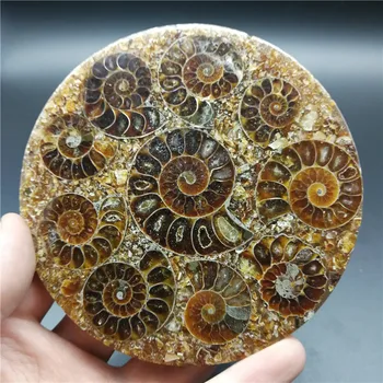 Dabas ammonite fosilā gliemene Kristāla paraugu dziedināšanas 1GAB.