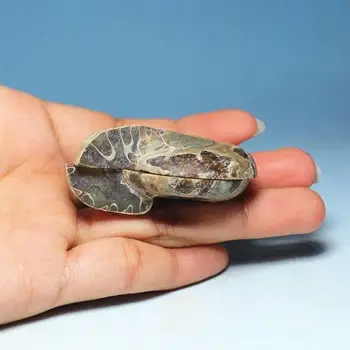 Fosilā Gliemeža Paraugu No Iedaļas Dabas Spirulīnas Ammonoids Vidēja Lieluma Pretējā Virzienā