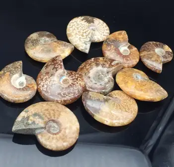 Gliemeža ammonite fosilijas minerālvielas, no Marokas līdz multicolor Mājas apdare