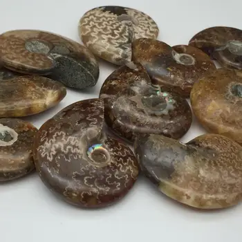 Gliemeža ammonite fosilijas minerālvielas, no Marokas līdz multicolor Mājas apdare