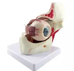 Modelēšanas spilgti Cilvēka acs modelis Anatomija acu Cilvēka acs mācību modelis