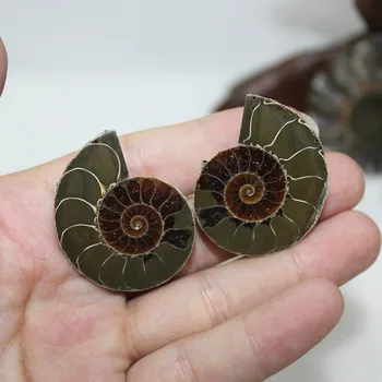 Pāris Dabas Ammonite Izrakteņu Paraugu Čaulas gliemene Nautilus Pompiplius Okeāna jašma Zivju Tvertnes Akmeņu Dziedināšanas par 30mm