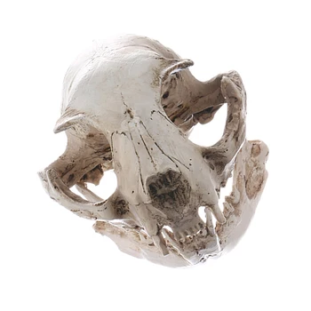 Reāli Kaķis Galvaskausa Sveķu Reprodukcija Mācību Skeletu Modelis Akvāriju Prop Deco