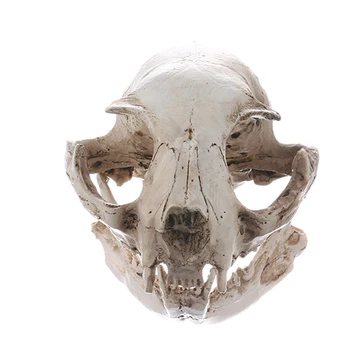 Reāli Kaķis Galvaskausa Sveķu Reprodukcija Mācību Skeletu Modelis Akvāriju Prop Deco