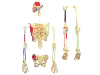 Skelets 4d master puzzle Montāža rotaļlietas cilvēka ķermeņa orgānu anatomijas modelis medicīnas mācību modelis