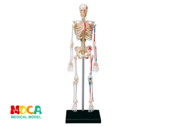 Skelets 4d master puzzle Montāža rotaļlietas cilvēka ķermeņa orgānu anatomijas modelis medicīnas mācību modelis