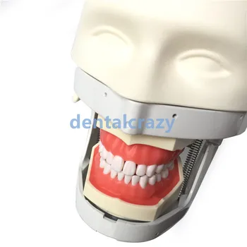 Zobu Zobu manikins modeļu Galvas imitācijas mācību Pratice mācību zobu klases Zobārstniecības Studentu modelis